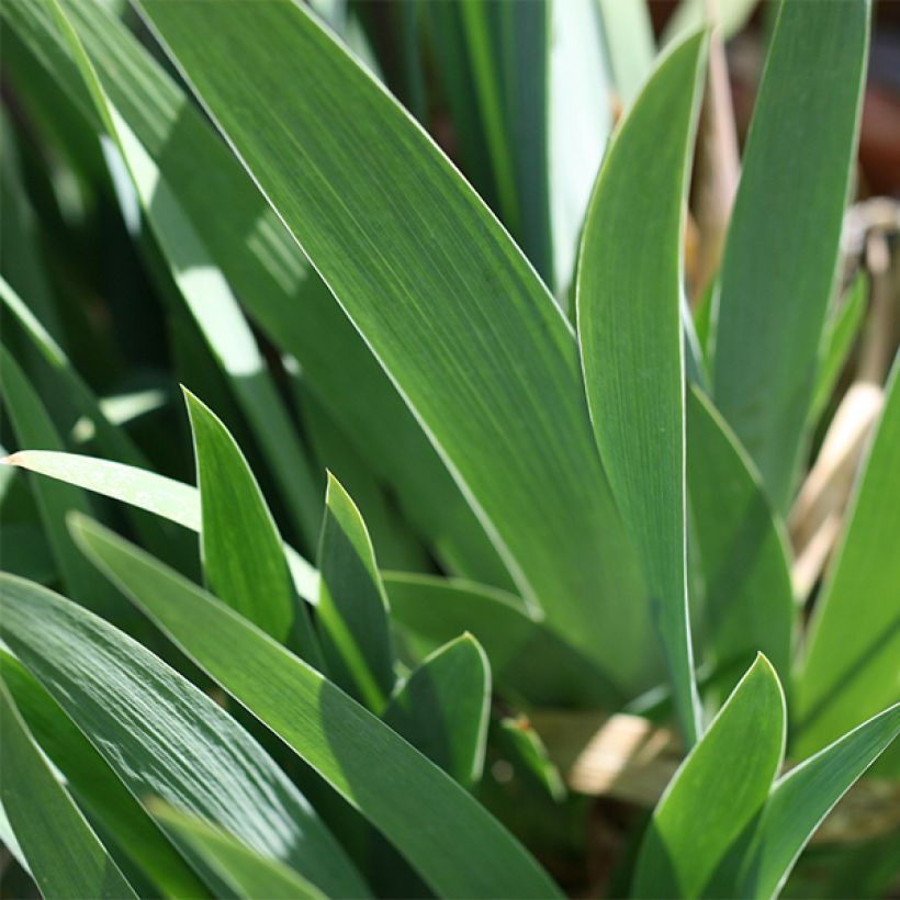 Iris germanica Young Blood - Iris des Jardins (Foliage)