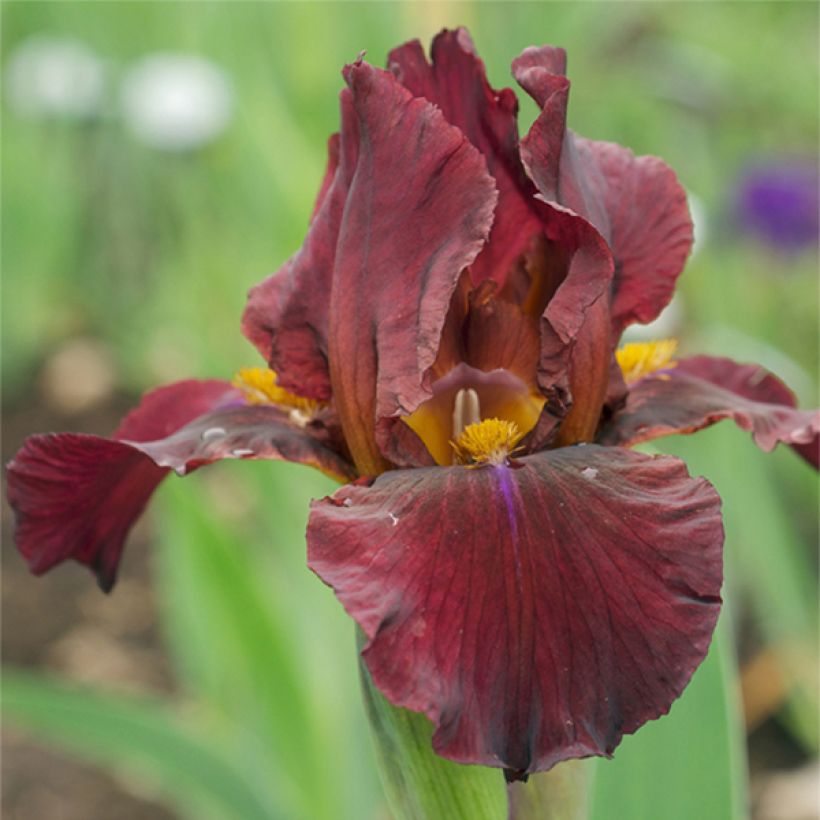 Iris germanica Young Blood - Iris des Jardins (Flowering)