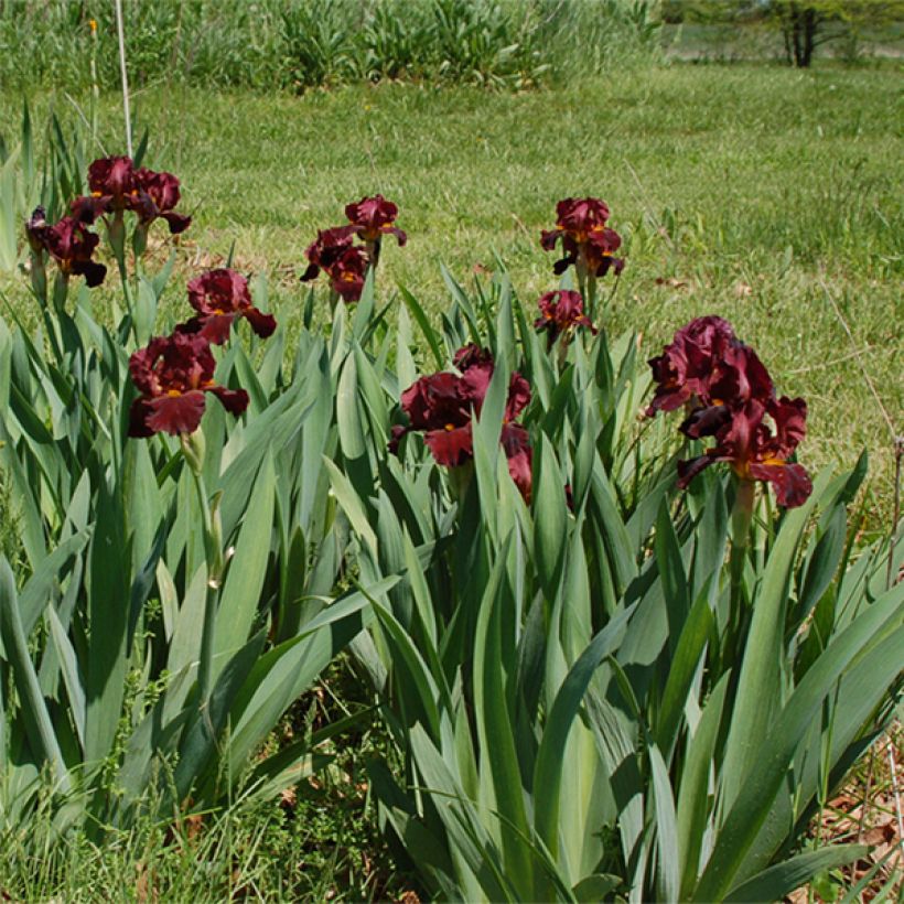 Iris germanica Young Blood - Iris des Jardins (Plant habit)