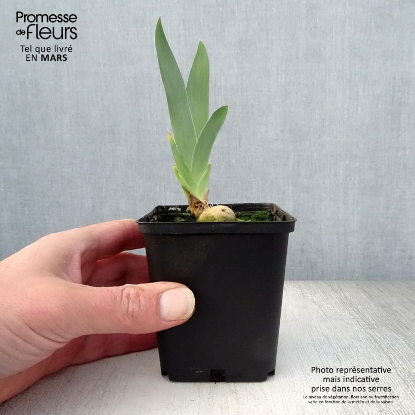 Example of Iris germanica Young Blood - Iris des Jardins Godet de 8/9 cm as you get in printemps