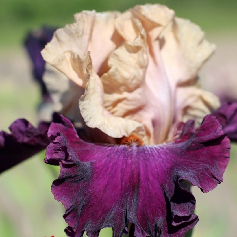 Iris germanica Sacrée Gralée - Iris des Jardins (Floraison)