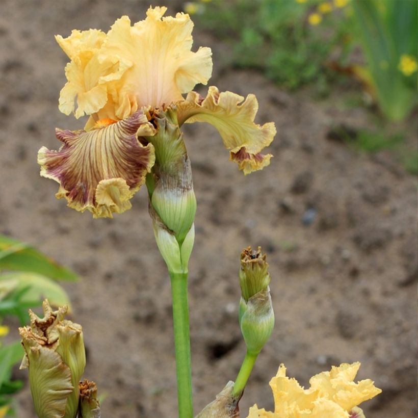 Iris germanica Vieilles Vignes - Iris des Jardins (Floraison)