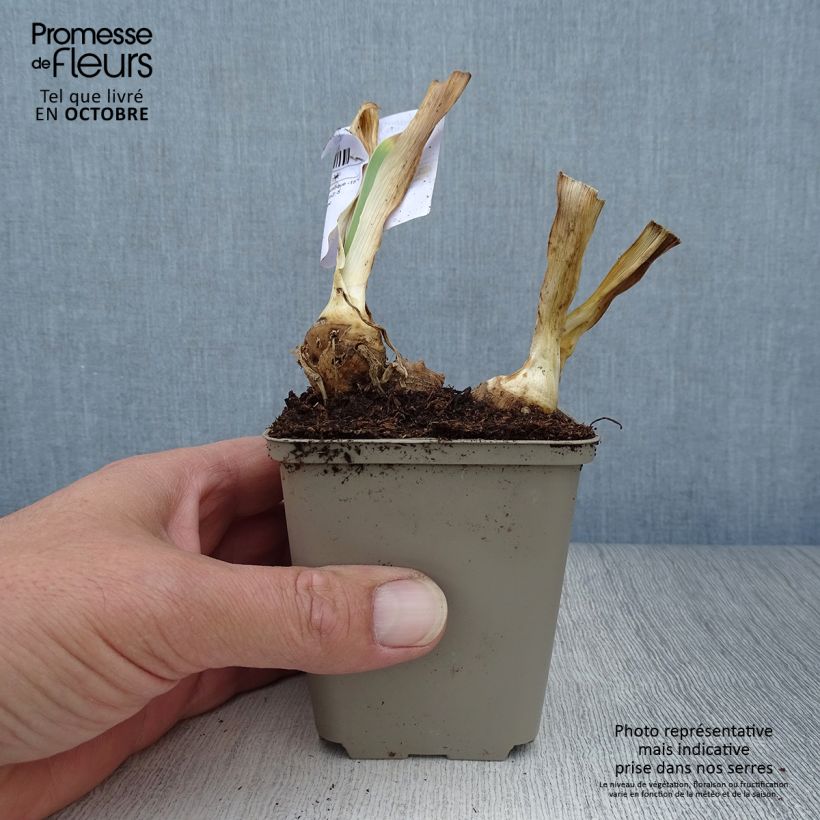 Example of Iris germanica Italiques - Iris des Jardins Godet de 8/9 cm as you get in automne