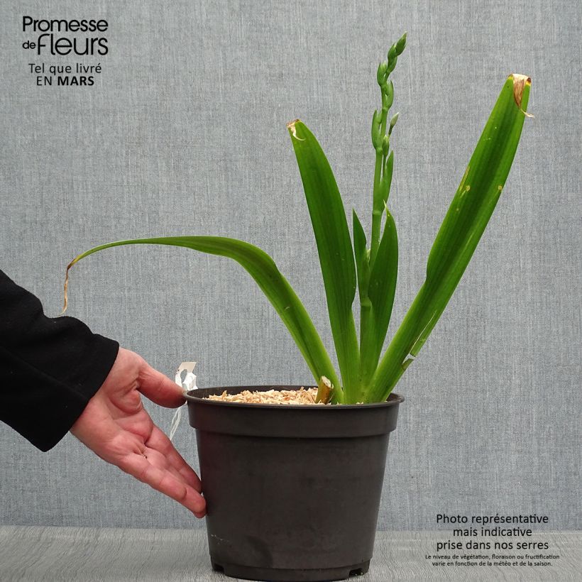 Spécimen de Iris japonica - Iris du Japon  Pot de 2L/3L tel que livré au printemps
