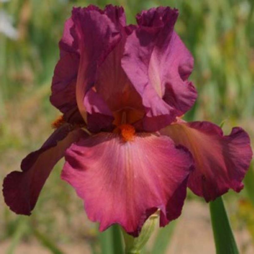 Iris germanica Lady Friend - Ruby Mine (Flowering)