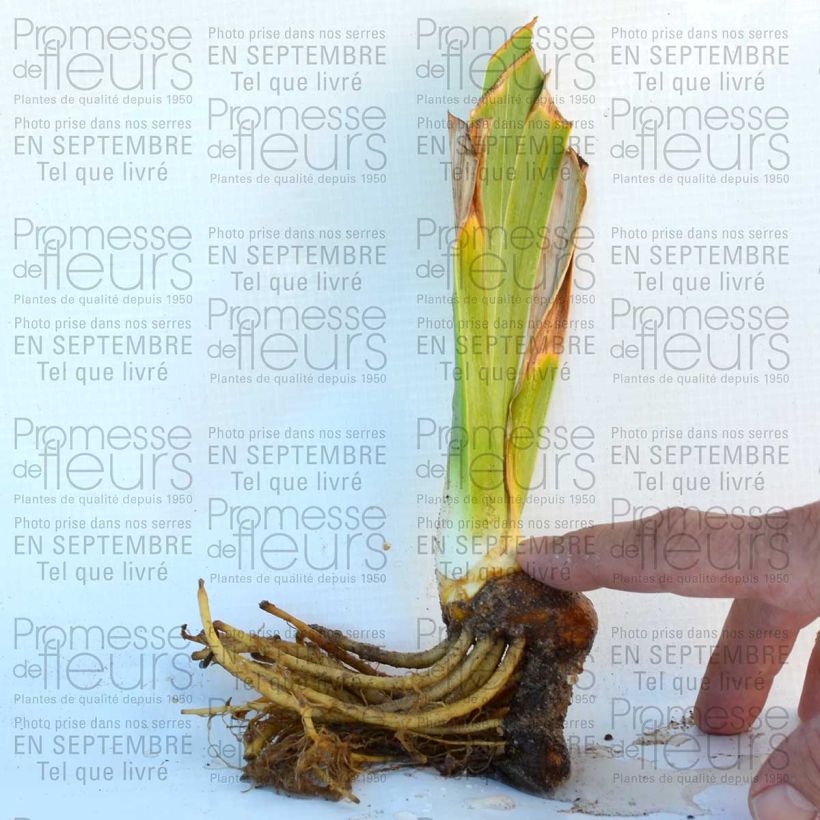 Example of Iris germanica Lady Friend - Ruby Mine Godet de 8/9 cm, Calibre 4/6 as you get