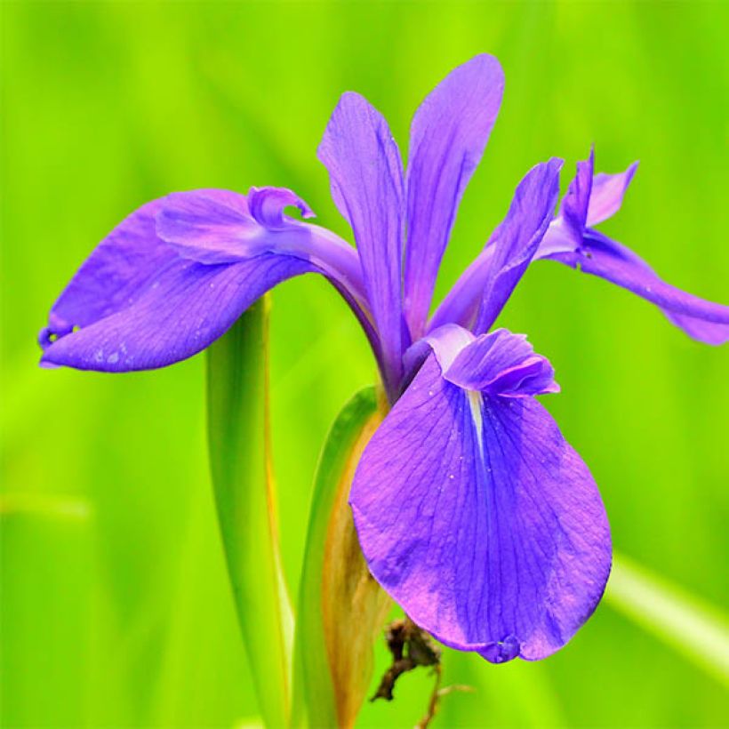 Iris laevigata - Iris d'eau japonais (Flowering)