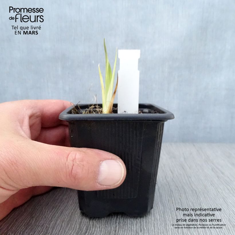 Example of Iris laevigata - Iris d'eau japonais Godet de 8/9 cm as you get in printemps