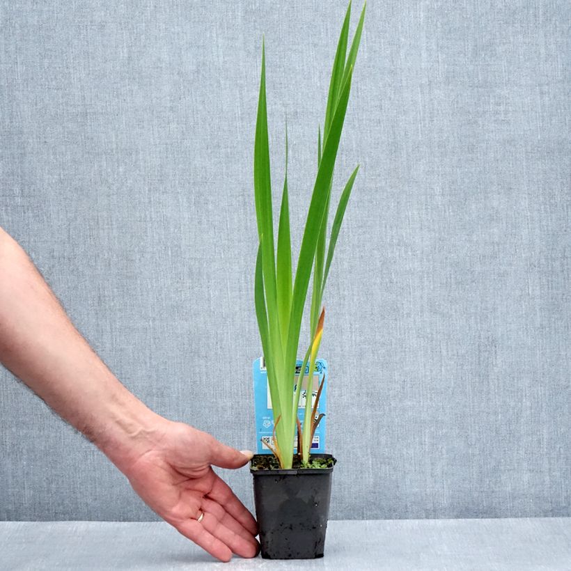 Spécimen de Iris laevigata Mottled Beauty - Iris d'eau japonais Godet de 8/9 cm tel que livré au printemps