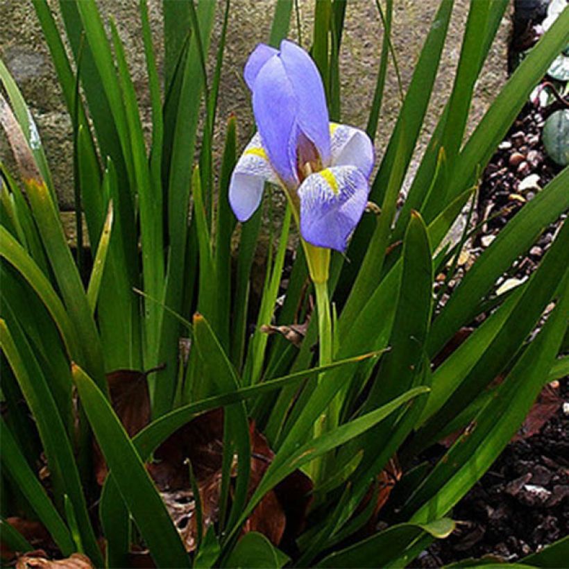 Iris lazica (Plant habit)