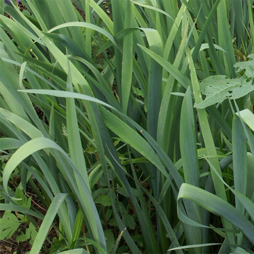 Iris louisiana Gulf Shore (Foliage)