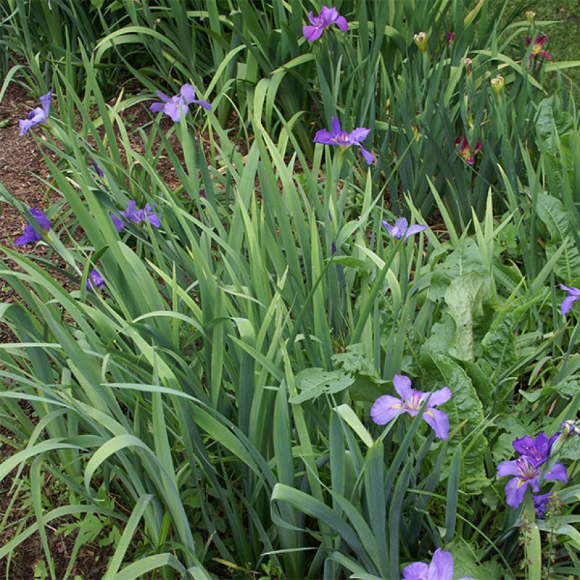 Iris louisiana Gulf Shore (Plant habit)