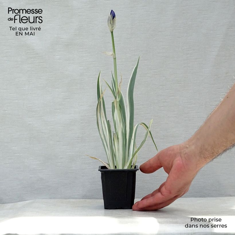 Example of Iris pallida Variegata - Iris pâle panaché de jaune. Godet de 8/9 cm as you get in printemps