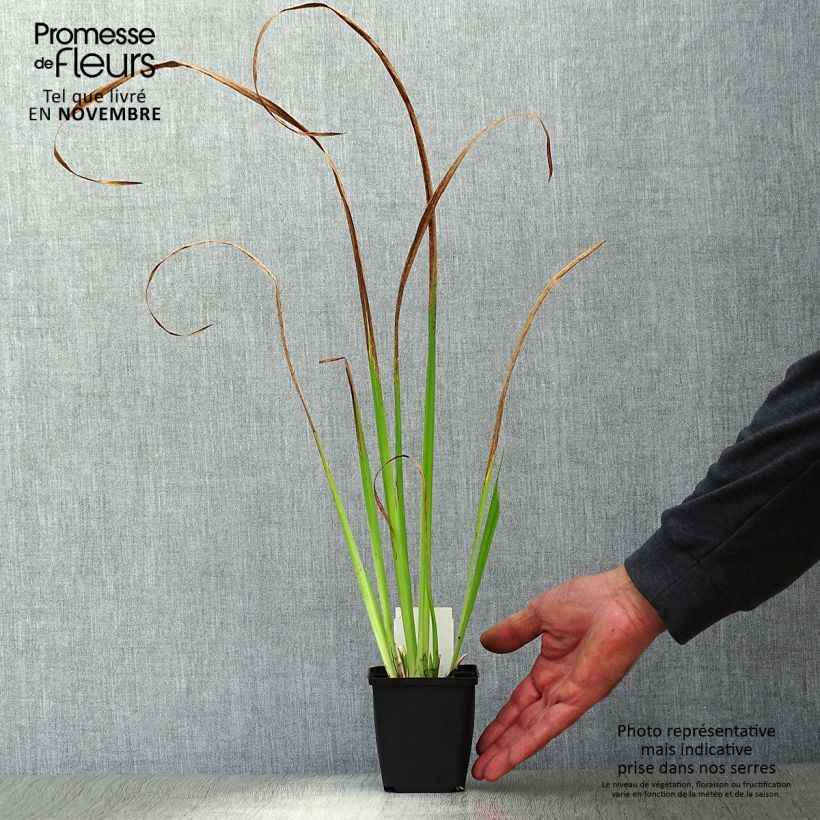 Spécimen de Iris pseudacorus - Iris des marais Godet de 8/9 cm tel que livré en automne