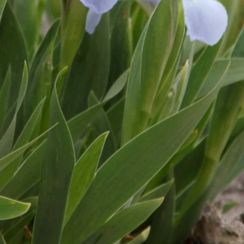 Iris pumila Blue Denim - Iris des Jardins nain (Foliage)