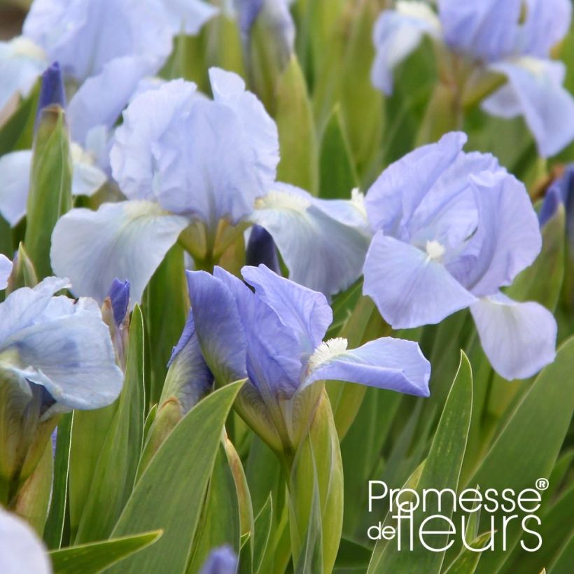Iris pumila Blue Denim - Iris des Jardins nain (Flowering)
