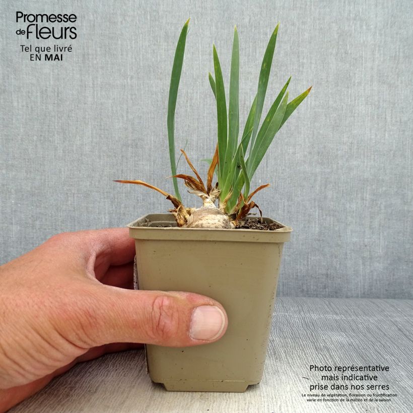Example of Iris pumila Brannigan - Iris nain ou de rocaille Godet de 8/9 cm, Calibre 4/6 as you get in printemps
