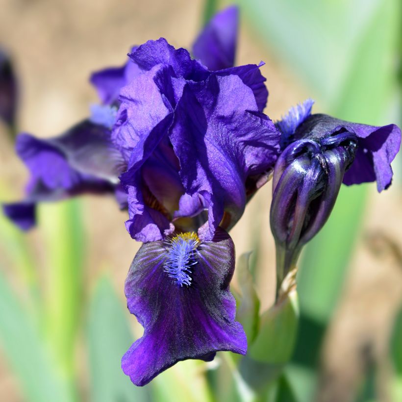 Iris pumila Brannigan - Iris nain ou de rocaille (Flowering)