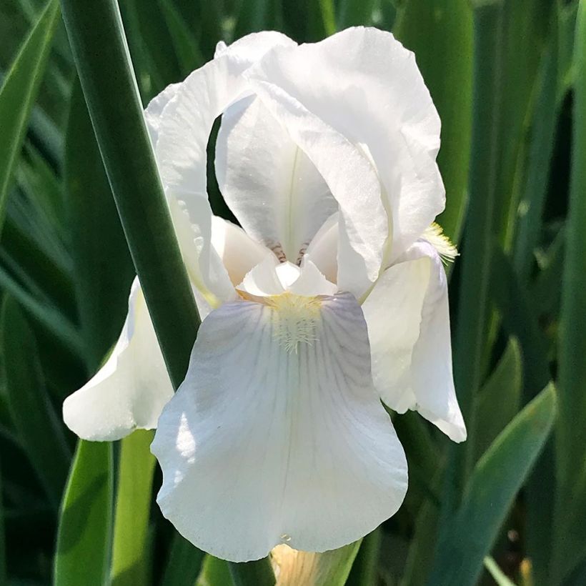 Iris pumila Bright White - Iris des Jardins nain (Flowering)
