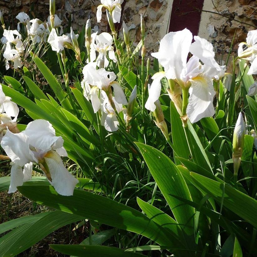 Iris pumila Bright White - Iris des Jardins nain (Plant habit)