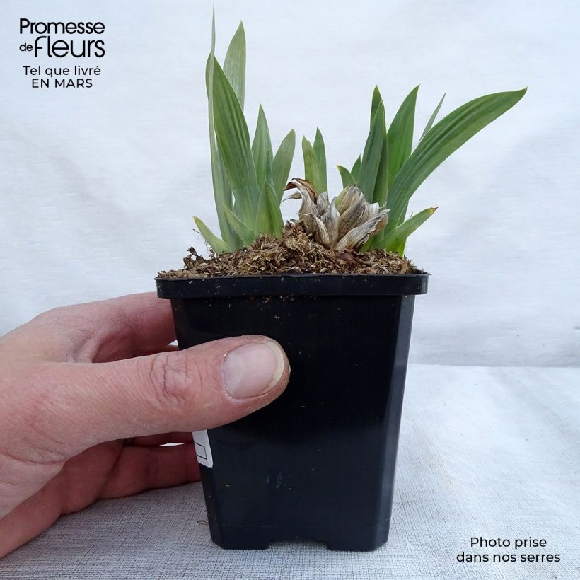Example of Iris pumila Bright White - Iris des Jardins nain Godet de 8/9 cm as you get in printemps