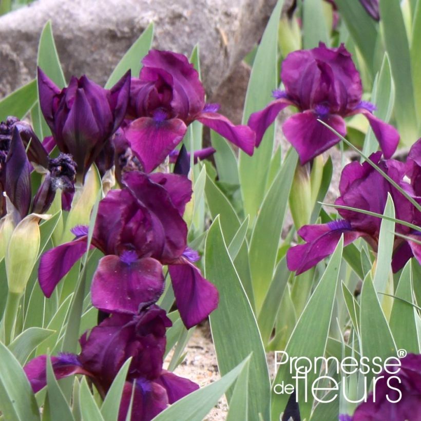 Iris pumila Cherry Garden - Iris des Jardins nain (Foliage)