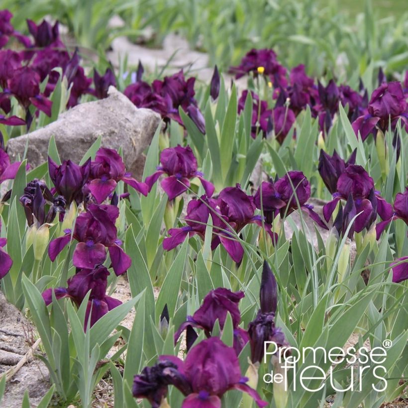 Iris pumila Cherry Garden - Iris des Jardins nain (Plant habit)