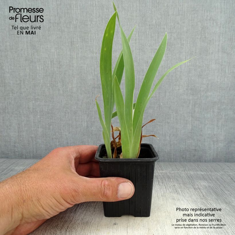 Example of Iris pumila Crispy - Iris des Jardins nain ou miniature Godet de 8/9 cm as you get in printemps