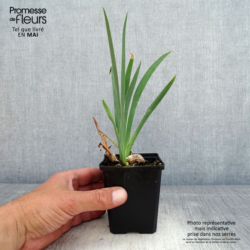Example of Iris pumila Daring Do - Iris nain ou de rocaille Godet de 8/9 cm, Calibre 4/6 as you get in printemps