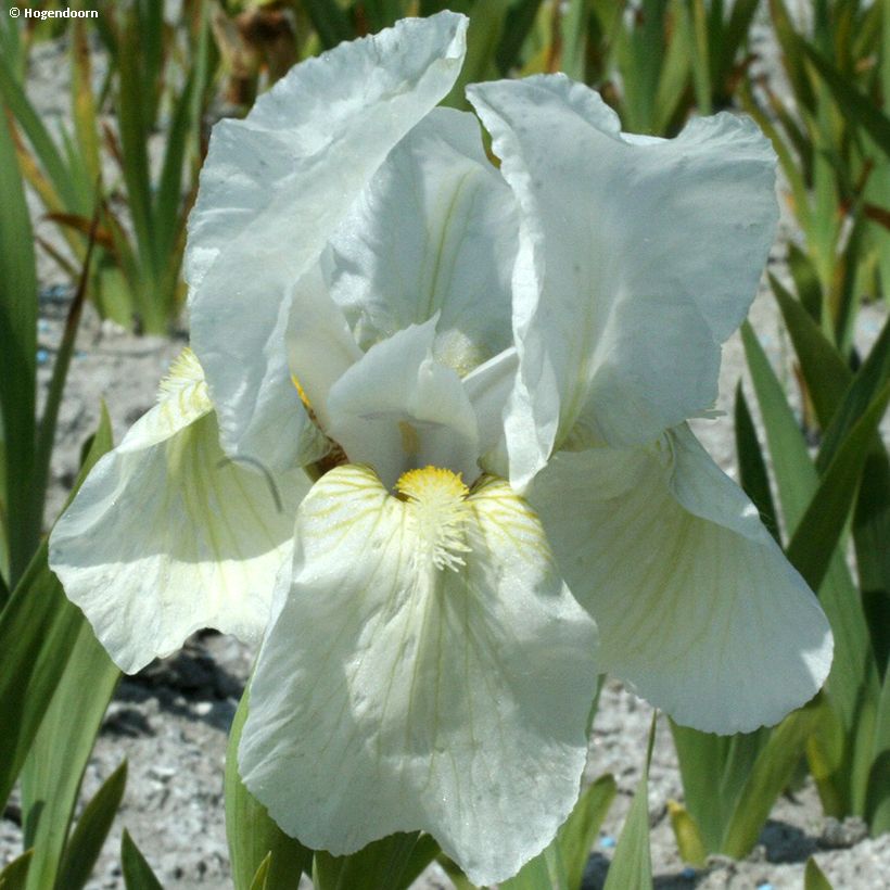 Iris pumila Dream Stuff - Iris nain ou de rocaille (Flowering)