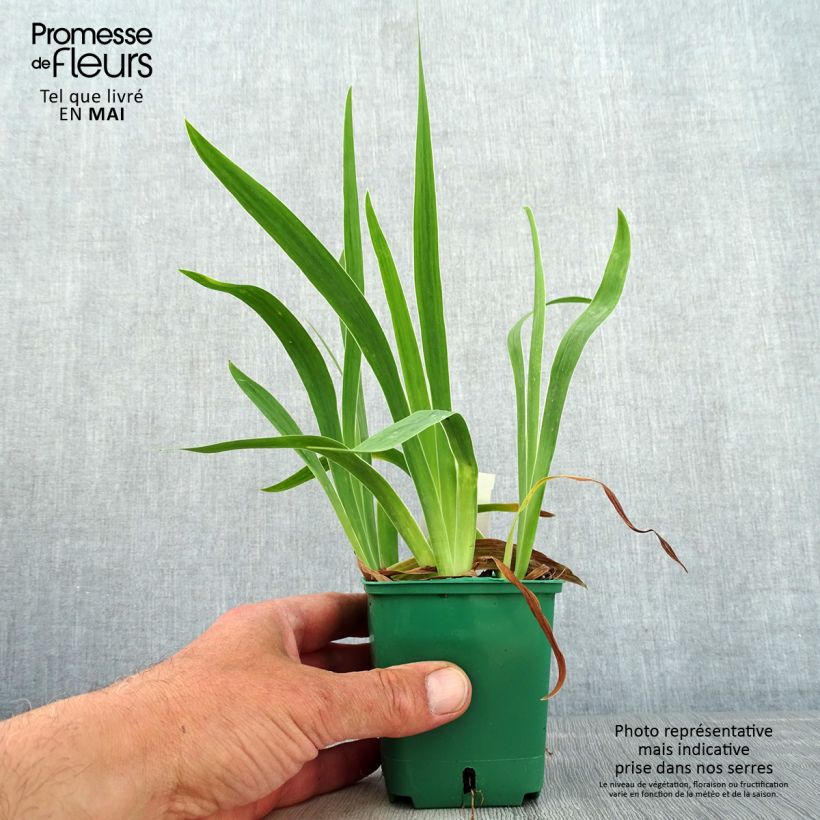 Example of Iris pumila Jaune - Iris nain Godet de 8/9 cm as you get in printemps