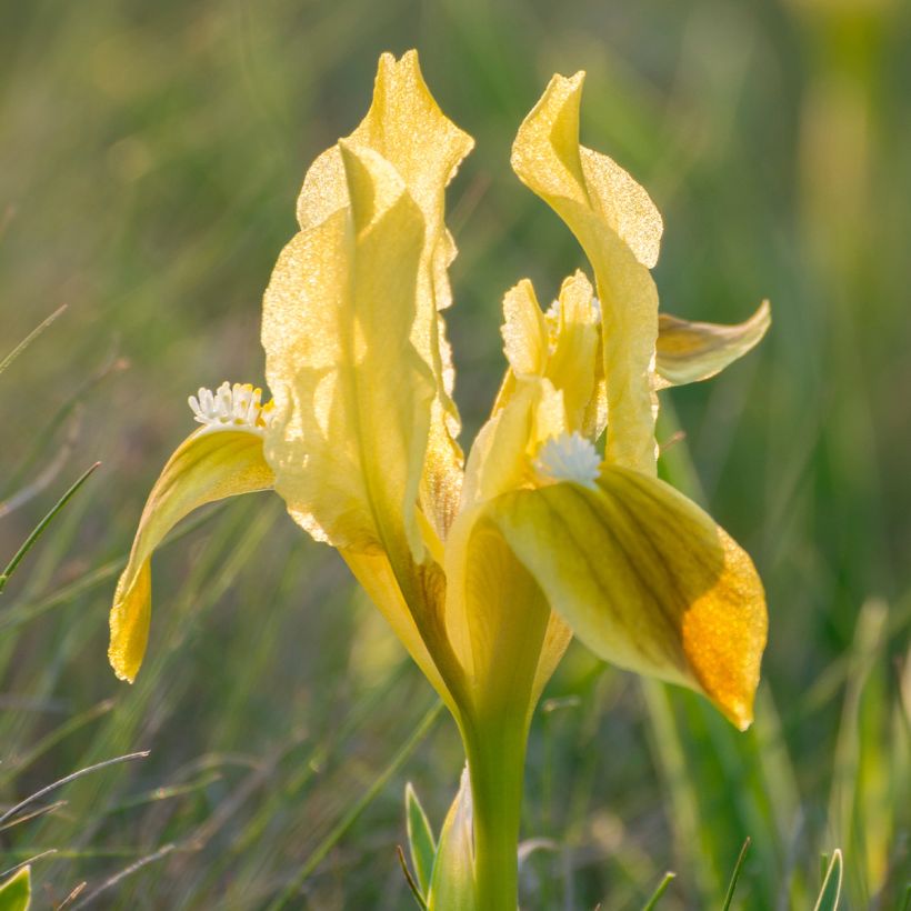 Iris pumila Jaune - Iris nain (Flowering)