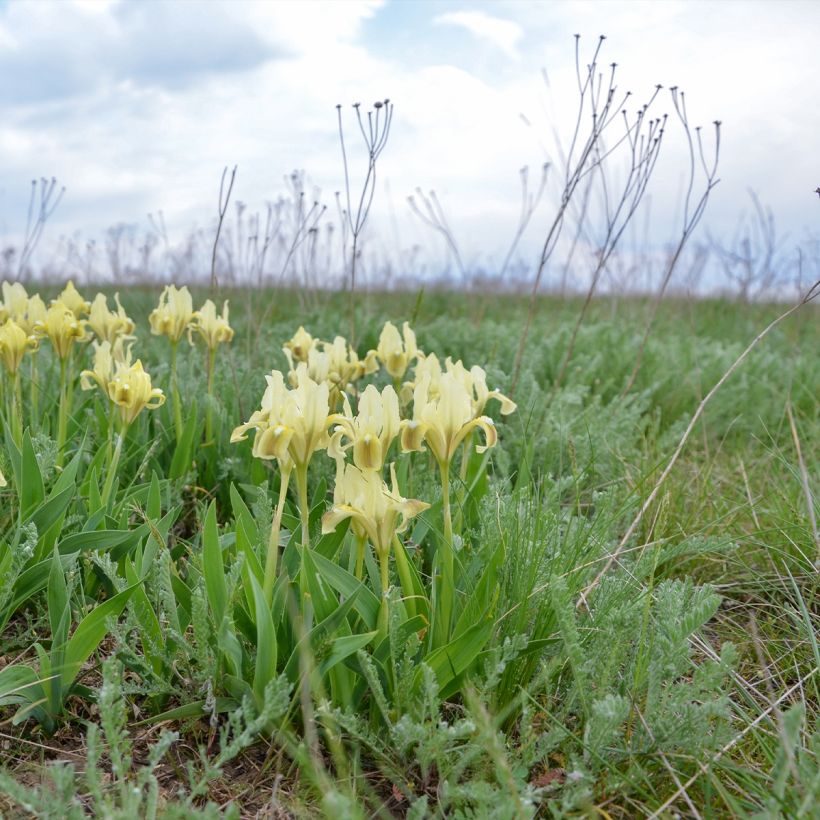 Iris pumila Jaune - Iris nain (Plant habit)