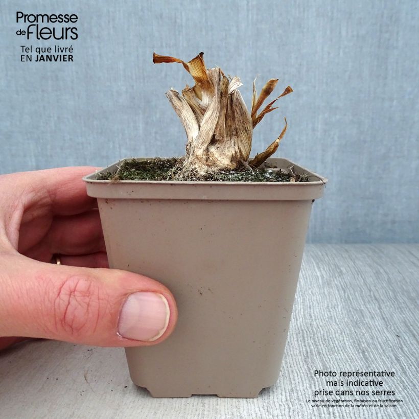 Example of Iris pumila Smell The Roses - Iris nain ou de rocaille remontant Godet de 8/9 cm, Calibre 4/6 as you get in hiver