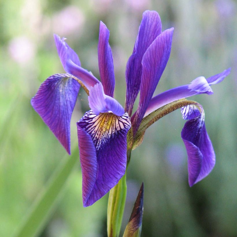 Iris robusta Dark Aura  (Flowering)