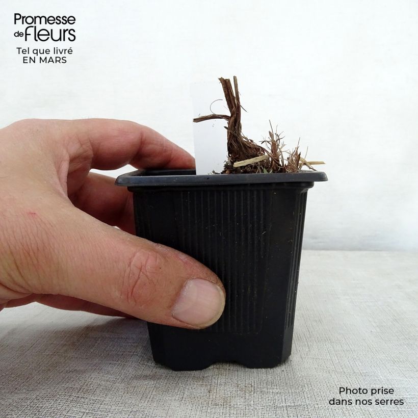 Example of Iris robusta Dark Aura  Godet de 8/9 cm as you get in printemps