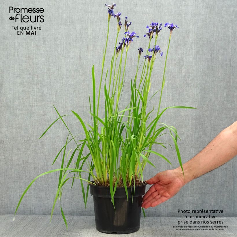 Example of Iris sibirica Fran's gold - Iris de Sibérie Pot de 2L/3L as you get in printemps