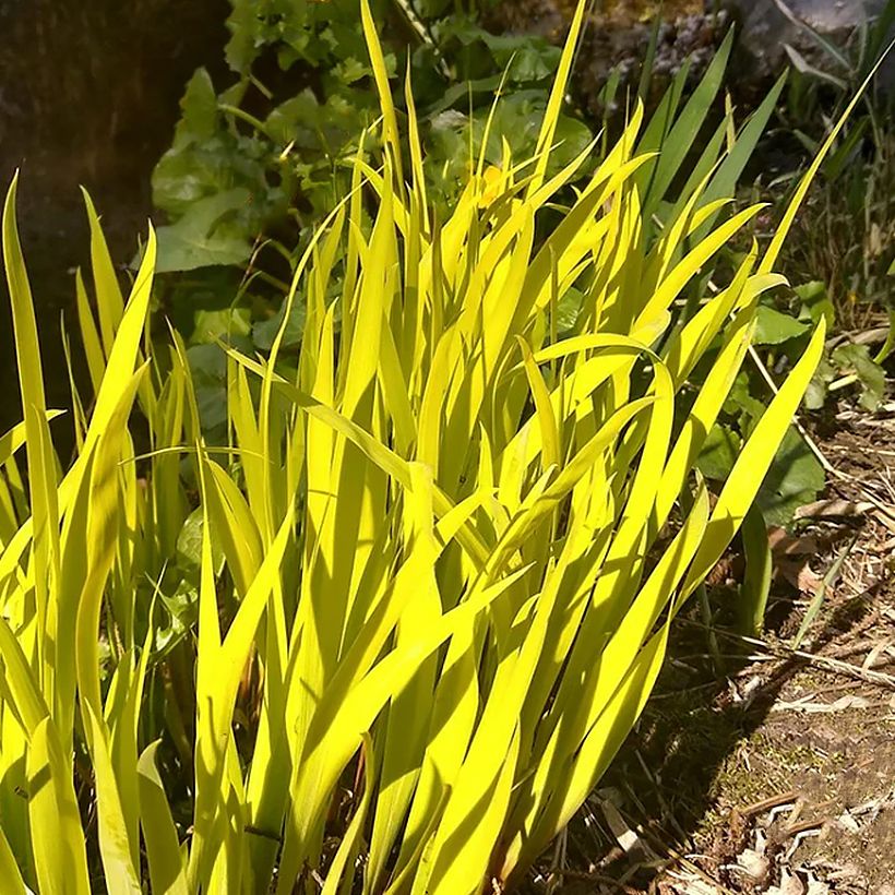 Iris sibirica Fran's gold - Iris de Sibérie (Foliage)