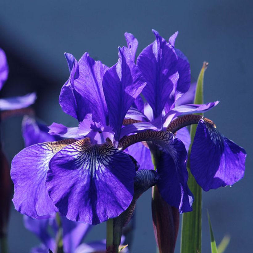 Iris de Sibérie - Iris sibirica Blue King (Flowering)