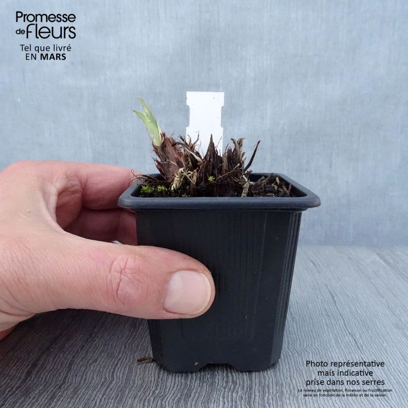 Example of Iris sibirica Concord Crush - Iris de Sibérie Godet de 8/9 cm as you get in printemps