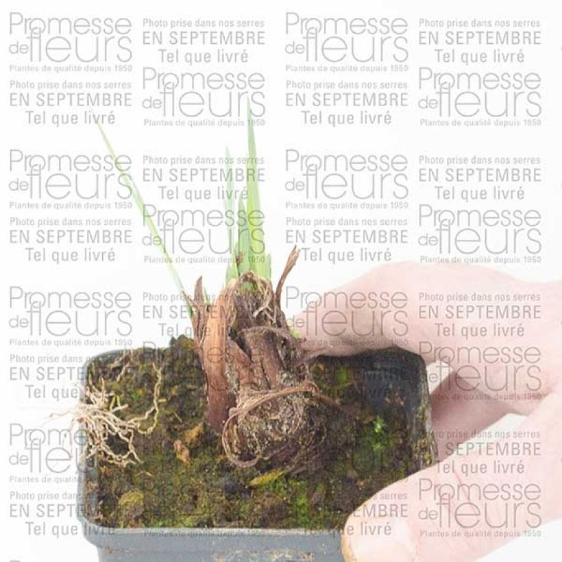 Exemple de spécimen de Iris de Sibérie - Iris sibirica Lemon Veil Godet de 8/9 cm tel que livré