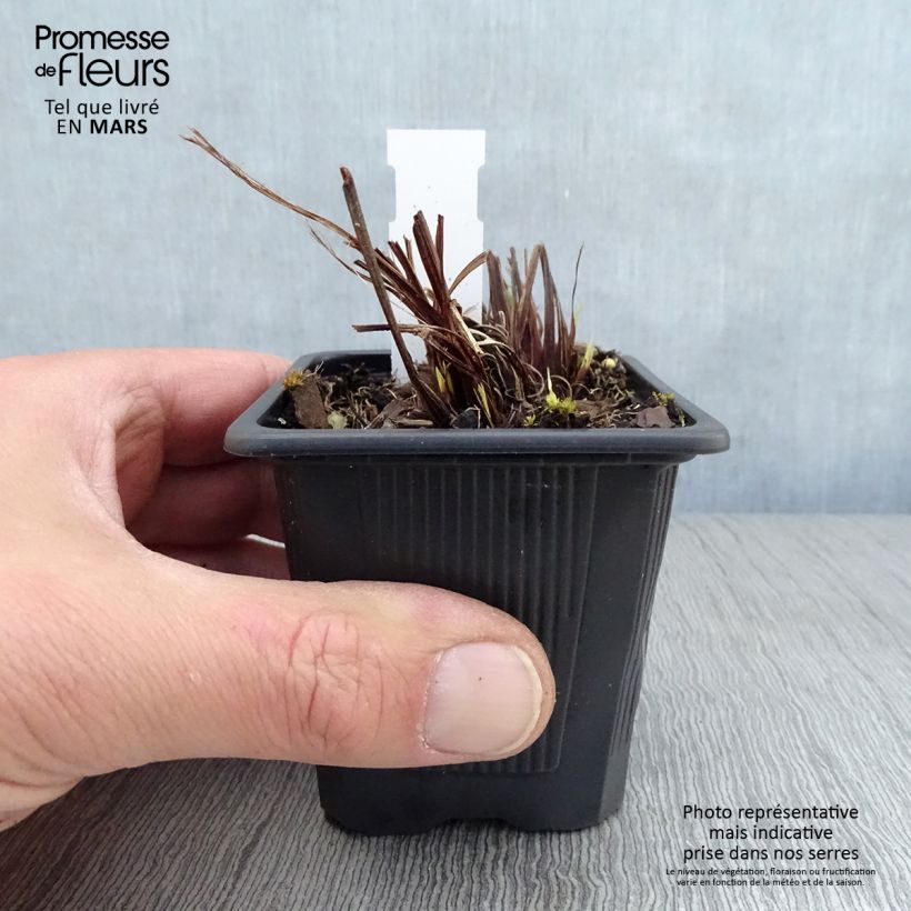 Example of Iris sibirica Not Quite White - Iris de Sibérie Godet de 8/9 cm as you get in printemps