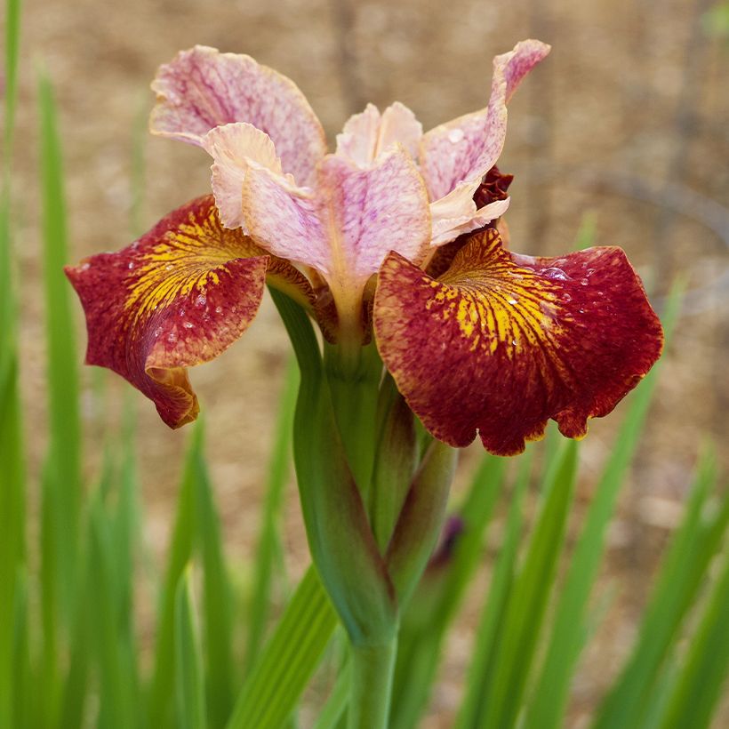 Iris sibirica Paprikash - Iris de Sibérie (Floraison)