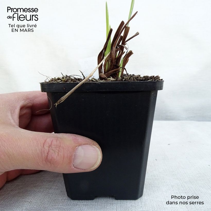 Example of Iris sibirica Perry's Blue - Iris de Sibérie Godet de 8/9 cm as you get in printemps