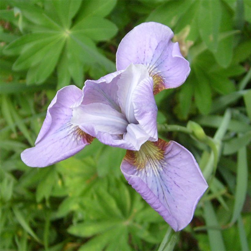 Iris de Sibérie - Iris sibirica Rikugi Sakura (Flowering)