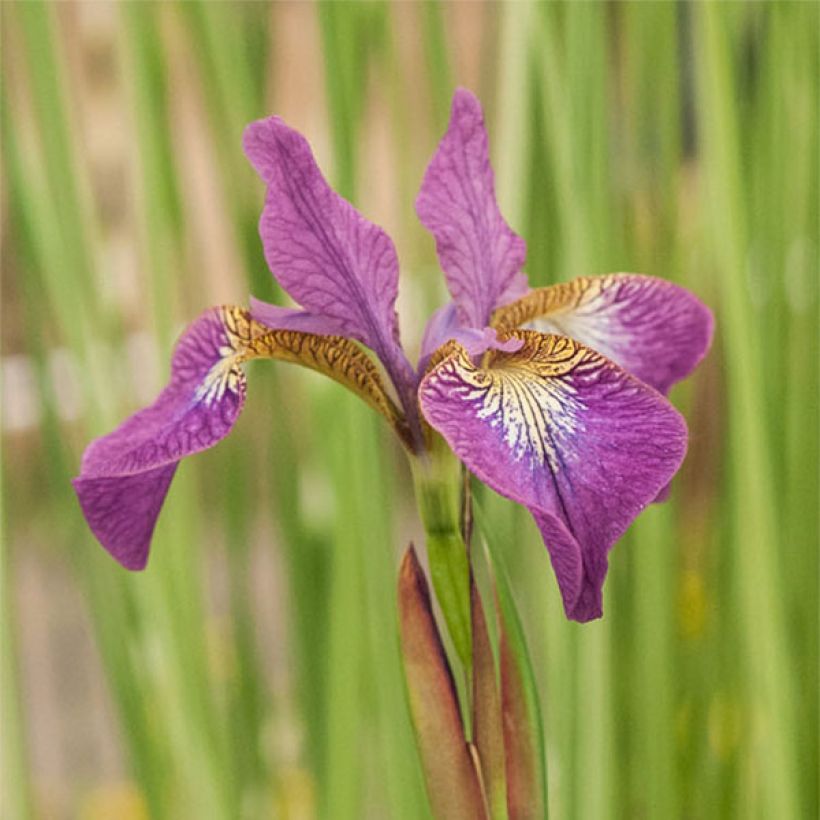 Iris de Sibérie - Iris sibirica Sparkling Rose (Flowering)