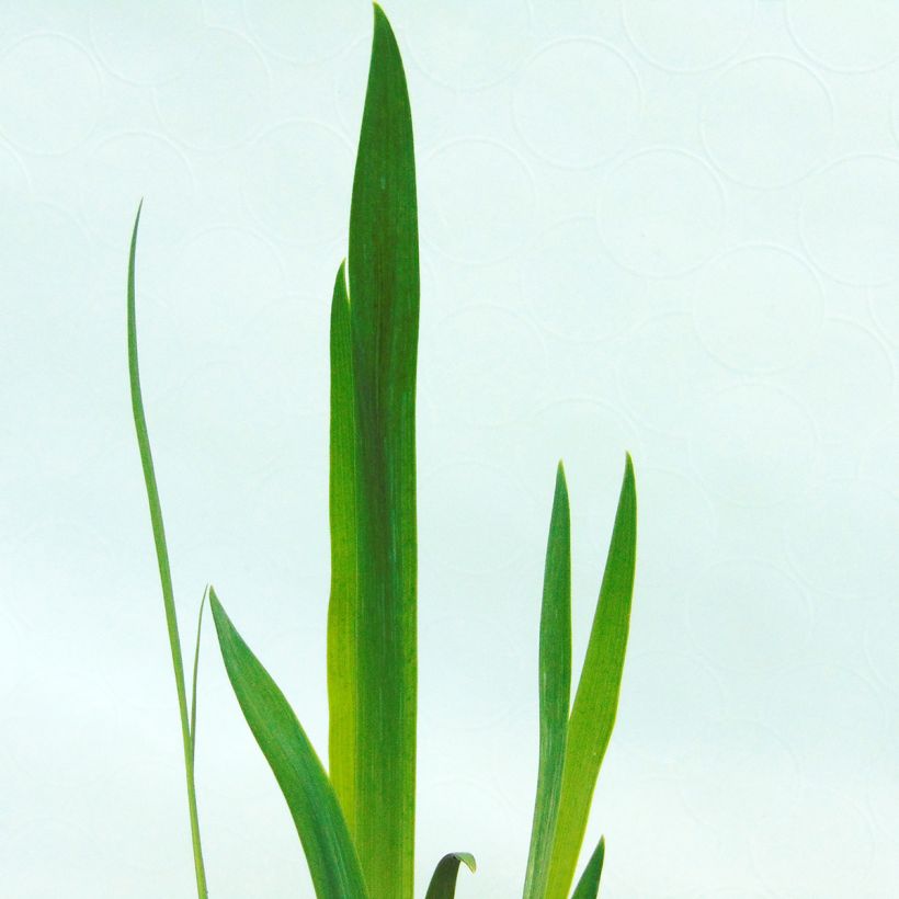 Iris versicolor - Iris versicolore (Foliage)