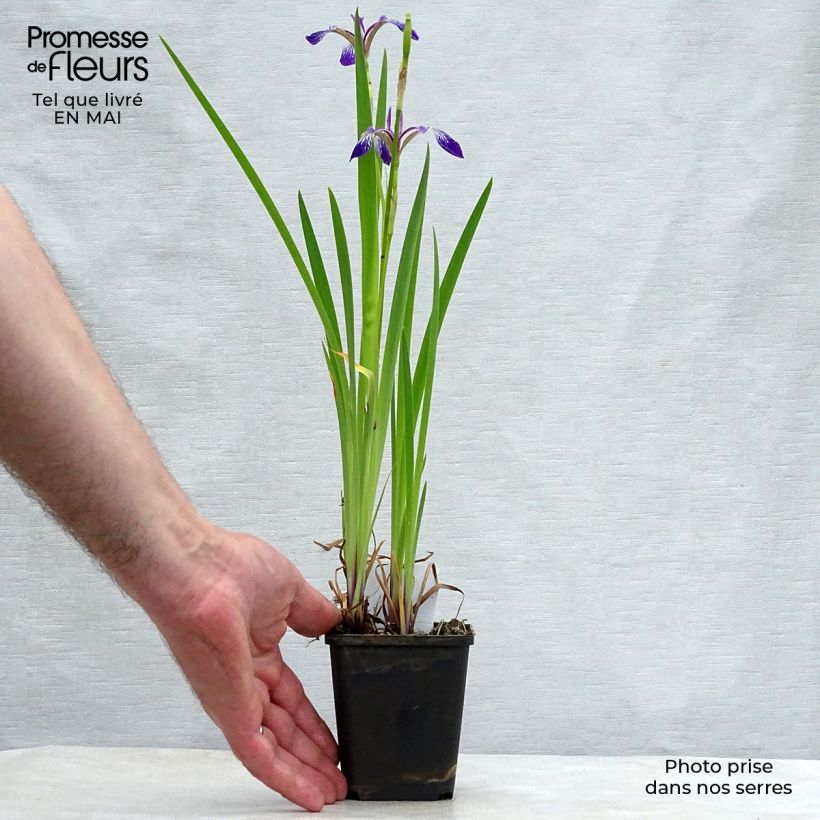 Spécimen de Iris versicolor Kermesina - Iris des marais Godet de 8/9 cm tel que livré au printemps