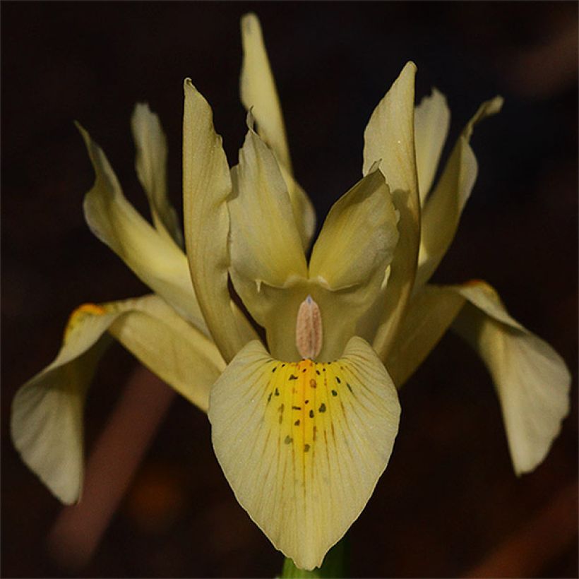 Iris winogradowii (Flowering)