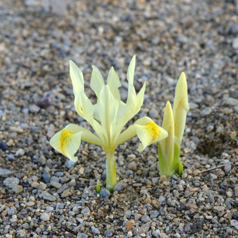 Iris winogradowii (Plant habit)